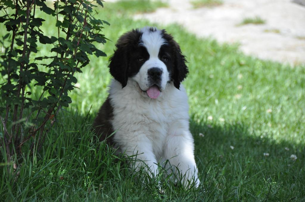 فندق لا روزييرفي  Le Relais Du Petit Saint Bernard المظهر الخارجي الصورة